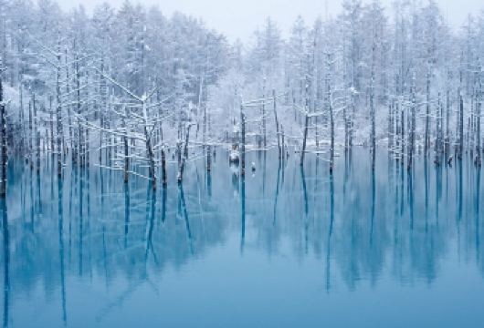 北海道戏雪一日游：看企鹅散步+青池+四季彩之丘|9-13人团【小团纯玩无购物，享受悠闲假期】