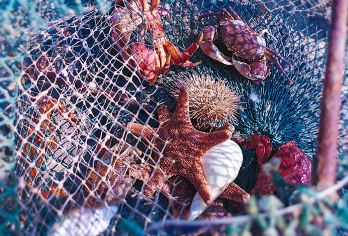 厦门小嶝岛一日游【8人团赶海海鲜餐+拉蟹笼+可选帆船】【[亲子优选游]滩涂赶海，地笼捕蟹，抓海星+抓螃蟹+抓跳跳鱼+挖海蛎+赶海工具+赠送防晒冰袖】