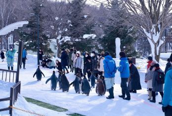 日本旭川札幌-美瑛青池富良野/可小樽登别北海道包车-精选【包车一日游，解锁旅行新方式！独立车辆配备经验丰富的老司机，为您量身打造专属行程。】
