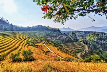 江西崇义上堡梯田阳明寨博物馆一日游不拼车，含司机导游景区门票【一单一车一团，全程安排私人管家服务，私密性，体验性高】