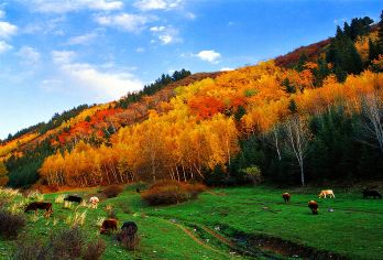 天山天池+乌鲁木齐天山大峡谷一日游【上门接送、精品小团】【1，达人带队，精选线路，深度体验，创新玩法，贴心管家，摄影帮手，路上美景随走随停！】
