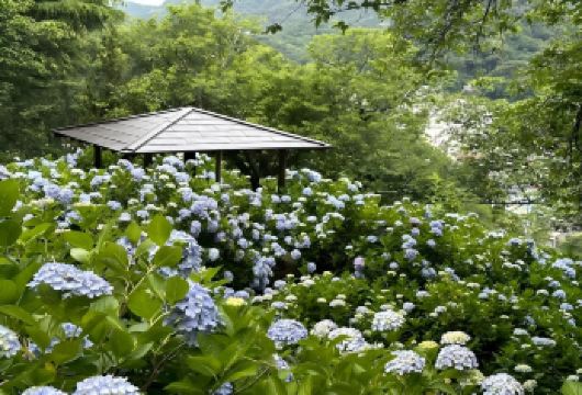 日本东京+伊豆+热海海滨公园一日游/行程可调-可定制多日【包车一日游，解锁旅行新方式！独立车辆配备经验丰富的老司机，为您量身打造专属行程。】