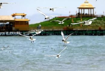 博斯腾湖-莲海世界+大河口一日游【市区内免费接送】