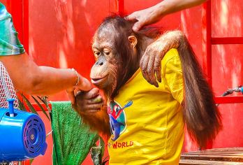 曼谷野生动物世界一日游【限时特惠专车游|中英服务|可选午餐】【两大园区一次探索，家庭亲子/闺蜜好友/情侣度假优选景点，近距离观赏奇妙的动物世界】