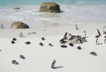 南非 | 开普敦一日游【包车10小时】【包车专享中文司机+24小时管家服务。】