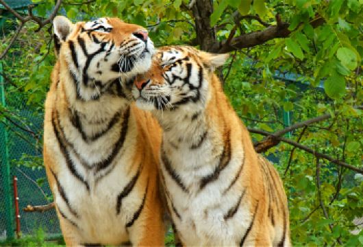 栾川竹海野生动物园一日游【含套票观虎车+索道+熊猫】【欢乐之旅】