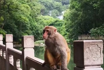 黔灵山公园+甲秀楼+青岩古镇+夜郎谷包车一日游【上门接送】【[精品小团、上门接送]】