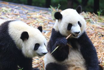 大熊猫基地+金沙遗址含拼单讲解一日游2-6人团/三环内接送【[探秘巴蜀文化]了解古蜀文明金沙文化，打卡金沙遗址博物馆[含博物馆讲解]，行程中无强制消费行程透明！】