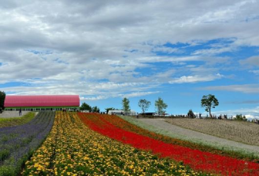 日本北海道富田农场+青池一日游/行程可调-可定制多日游【精选热门景点，高效游玩不走回头路，深度了解文化内涵，贴心服务保障，轻松享受旅程，性价比超高的旅行。】