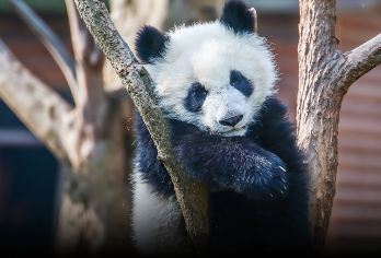 “bikego&大咖说”成都大熊猫基地+三星堆一日游-含门票【[双重体验]不只是逛景点，我们给您一整天有好故事听的人文之旅，为您高效解锁国宝熊猫和神秘古蜀三星堆。】