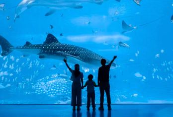 珠海长隆海洋王国+飞船+长隆秀+卡卡虎+晚餐&2/3人一日游【海洋动物展馆种类丰富多样。创下五项吉尼斯世界纪录的鲸鲨馆，展出多达2万条珍奇鱼类。】