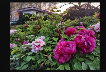 郑州中国国花园+洛邑古城+鸡冠洞+关林庙/中英俄日韩德导游@【漫步在洛邑古城内，房檐层层叠叠，错落有致，城墙、古院、老树等】