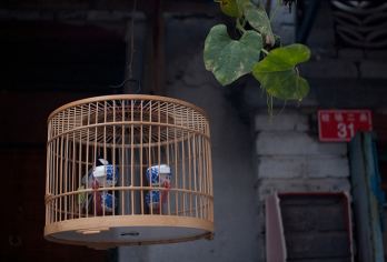 八达岭长城+什刹海一日游【2-7人私家团上门接送可选缆车】【京城旅行—登八达岭长城；漫步—什刹海，感受老北京原汁原味文化气息；】