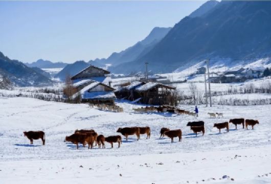 巫溪红池坝风景区初雪一日游【优选行程-亲子-家庭】一单一团【[服务保障]自营，专业定制巫溪，巫山，奉节旅游十年，让你自由，省心，有保障，无套路高品质完美旅行。】