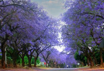 南非比勒陀利亚+狮子园一日游 约翰内斯堡往返出发【半日游safari + 狮子互动】