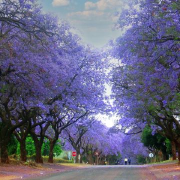 南非比勒陀利亚+狮子园一日游 约翰内斯堡往返出发