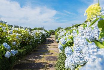涯月+山茶花之丘+凯蒂猫+挟才浴场一日游【畅游西线/包车游】【体验当地深度游览，！！ 当地中文司机，在地生活，感受当地人的模式 ，吃吃喝喝畅游当地】