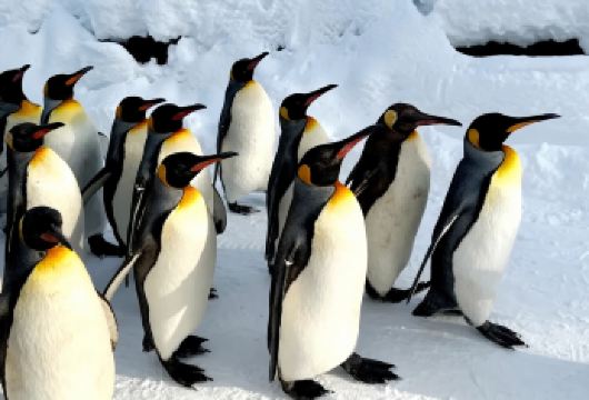 日本北海道旭山动物园+森林精灵露台+美瑛+四季彩之丘一日游【包含动物园门票，省心游玩】