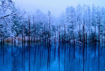 日本札幌往返+旭山动物园+白须瀑布+七星之树+青池/私家包车【专属客服和本地中文司机，一家一团包车】