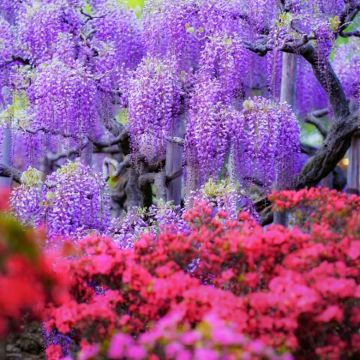 2026紫藤花物语-足利花卉公园+茨城粉蝶花海一日游 含门票