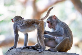 分界洲岛+南湾猴岛+呆呆岛一日游【专车上门接送不含景区门票】【亲子互动，深度体验，尽享三岛风光，探秘海洋生态】