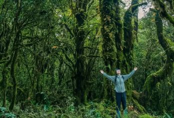 腾冲高黎贡山一日游【毛毛球原始森林/3-9公里】【[探索原始秘境]认识自然生灵，聆听瀑布音乐、享受山野温泉、偶遇小精灵；】
