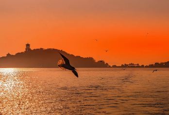 【樱花季•一山观两湖】无锡鼋头渚、太湖仙岛纯玩一日游【[服务保障]旅行社承诺不进任何暗店，真正团型】