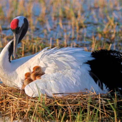 齐齐哈尔扎龙生+嫩江公园一日游【赏仙鹤、逛湿地—扎龙】