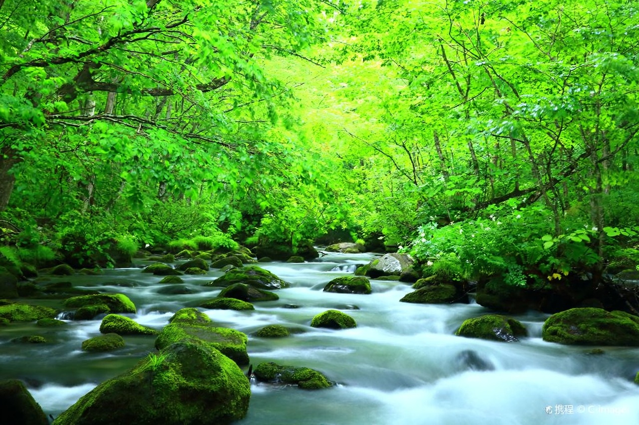 日本岩手+小岩井农场+龙泉洞+宫泽贤治童话村+中尊寺一日游