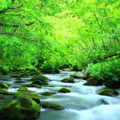 日本岩手+小岩井农场+龙泉洞+宫泽贤治童话村+中尊寺一日游