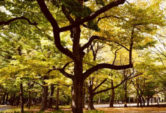 日本小樽运河+八音盒博物馆【中文司机/可订多日】【免费量身定制行程，多日行程包车巨惠！详情可咨询客服人员！】