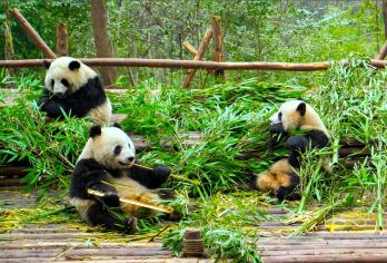 成都外语导游英文英语，越南语，印尼语等多语种导游，线路可定制【此产品仅提供导游陪同+讲解服务。行程可根据您的意愿定制行程，可咨询人工客服】