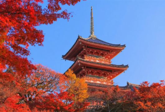 日本京都+清水寺+伏见稻荷+奈良公园一日游【9人小团出行】