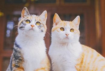 北京故宫博物院一日游【含门票|深度游玩|大咖带队】【[巴士达品牌·讲解团队]10年以上专业讲师全程服务，配备无线耳机，一路畅听无阻碍】