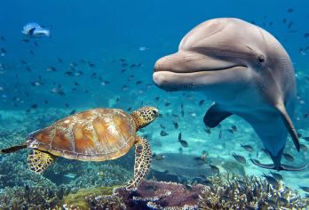 巴厘岛罗威纳追海豚一日游丨酒店迎接丨可选火山丨阿勇河丨ATV【独立专车，罗威纳追野生海豚，欣赏海中精灵觅食过程】