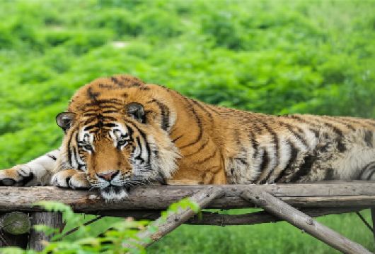 西安秦始皇帝陵博物院(兵马俑)+秦岭野生动物园一日【私家团】【私家小团丨小众玩法丨纯玩无购丨独立包车丨行程可调丨随停随走丨时间自由丨上门接送】