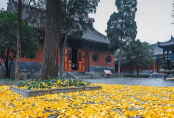 【8人小团&金牌导游】白马寺2H精讲·无购物可选私家团【[金牌说讲师团]行业资深讲师和金牌导游，只做深度讲解，保证讲解质量！】