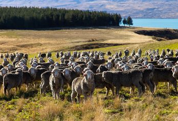 新西兰南岛 特卡波湖高地牧场游 【乘坐舒适的 4WD 奔驰旅行车车出发，听导游讲述特卡波湖的历史，探索爱尔兰人溪小屋的故事】