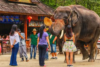 【赠傣迪】西双版纳野象谷+原始森林公园一日游精品团·真纯玩【[优选看点]近距离接触大象，探秘野象踪迹，走进森林公园，欣赏孔雀放飞，寻找不一样的玩法！】