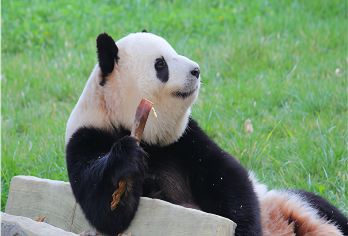 西安秦岭野生动物园一日游【小车接送，遇见动物世界小美好】【大人小孩都适合去的地方，多套餐可选，可2位起订。】