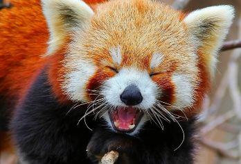 熊猫谷+青城后山一日游【2-8人包车游+含门票+三环内接送】【[优势亮点]:私家团、ViP 包车一单一团含景区门票，不拼车，专车专用，属于您的专属空间】