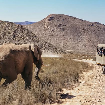 南非开普敦出发 野生动物保护区巡游之旅（含午餐/11人小团）