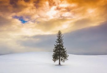 北海道旭山动物园+圣诞树+青池+白须瀑布一日游，含动物园门票【每天发团 4人起成行】