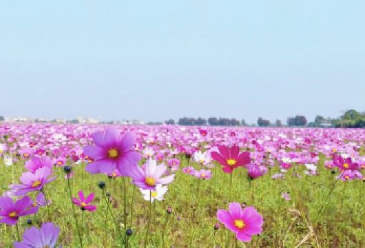 中山詹园+孙中山故居+崖口村+孙文西路一日【包车游上门接送】【私家旅行：一单一团，不拼客，专属旅行； 品质服务：5/7座车车上门接送，专职司机护航】