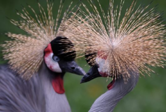 广州长隆飞鸟乐园一日游【长隆飞鸟乐园 团建旅行.公司旅游】【[清凉夏日]广州长隆水上乐园，高速滑道、超级大喇叭、超级大滑板~】