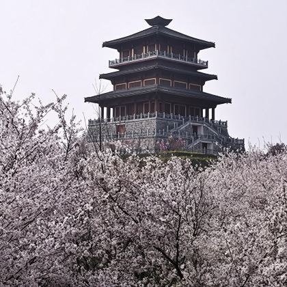 荥阳古柏渡丰乐樱花园一日游