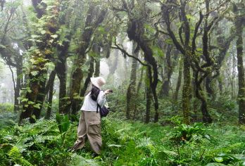 腾冲高黎贡山徒步直达毛毛球森林3至22km侏罗纪+野温泉【1人起订，2人开始发团。1到6人精品小团。】
