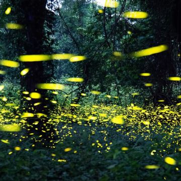 美国亚特兰大-大烟山国家公园-同步营火虫【中文包车自由行】