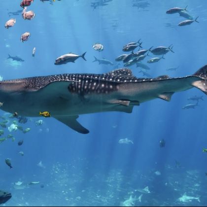 美国亚特兰大+佐治亚水族馆-可定制【中文专车-舒适纯净】