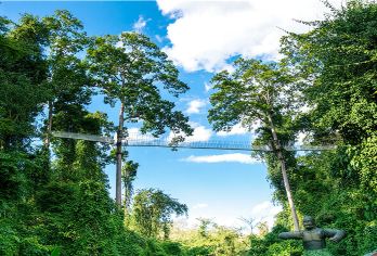 西双版纳热带雨林国家公园望天树景区一日游【导游 游船 树冠】【[专心陪伴]专业暖心导游全程服务，带您“三分看，七分听；带你解锁雨林秘境】